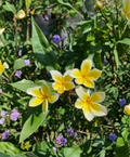 Aztec Gold Plumeria Cutting 6-8 Inch Fragrant Tropical Flower for Propagation, Plumeria (Hybrid Cultivar)