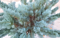 Grey Owl Juniper Cuttings – Unrooted Evergreen Spreading Shrubs for Propagation, Silvery Gray Foliage, Groundcover, Landscape Plant