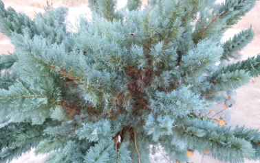 Grey Owl Juniper Cuttings – Unrooted Evergreen Spreading Shrubs for Propagation, Silvery Gray Foliage, Groundcover, Landscape Plant