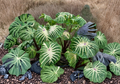 White Lava Elephant Ear Plant Live Rooted Starter - Colocasia esculenta Ornamental Foliage for Gardens and Containers