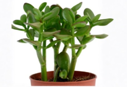 Succulent Cuttings Set of 20 Jade Plant Crassula ovata Green 2-5 Inches for Propagation Indoor & Outdoor
