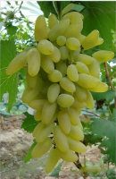 Black Mulberry Scions Morus nigra Dormant Grafting Cuttings for Fruit Tree Propagation