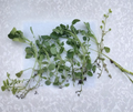 Watercress Live Plant Cuttings 15 Pack Nasturtium officinale Rooted Leafy Green Vegetable