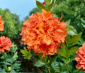 Gibraltar Azalea Rooted Starter Plant - Deciduous Rhododendron with Bright Orange Flowers, Small Live Shrub for Garden or Landscape