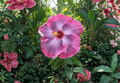 Tahitian Midnight Magic Hibiscus Cuttings – Tropical Dark Red Flowering Shrub for Propagation, Garden & Patio