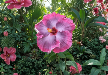 Tahitian Midnight Magic Hibiscus Cuttings – Tropical Dark Red Flowering Shrub for Propagation, Garden & Patio