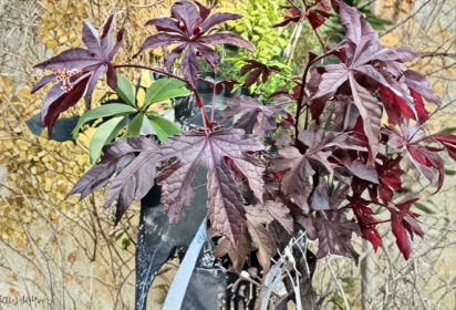 Cranberry Hibiscus Live Plant Cuttings Hibiscus acetosella Roselle Leaf Ornamental & Culinary Foliage