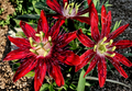 Lady Margaret Passionflower Live Plant, 6-8 Inches Tall, Hybrid Passiflora Vine, Climbing Ornamental Flowering Plant