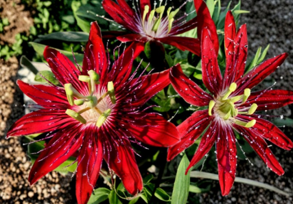 Lady Margaret Passionflower Live Plant, 6-8 Inches Tall, Hybrid Passiflora Vine, Climbing Ornamental Flowering Plant