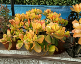 Hummel Sunset Jade Succulent Cuttings Set of 2 | Crassula argentea Unrooted Propagation Plants