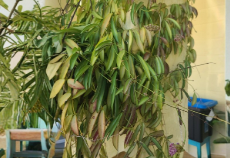 Hoya Wayetii Cutting – Live Tropical Houseplant, 3+ Nodes, Waxy Green Foliage, Indoor Vining Plant, Unrooted Starter