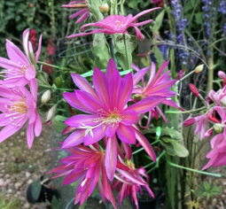 Epiphyllum Irette Orchid Cactus Cutting Unrooted Live Tropical Cactus Segment for Propagation