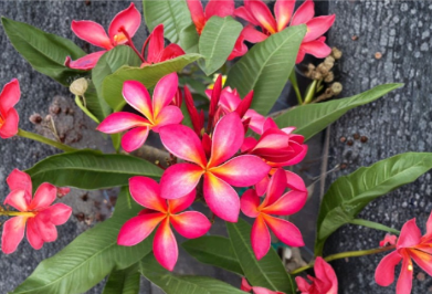 Hawaii Plumeria Cutting Stub 6-8 Inches Pink Yellow Frangipani Tree for Propagation & Outdoor Growing