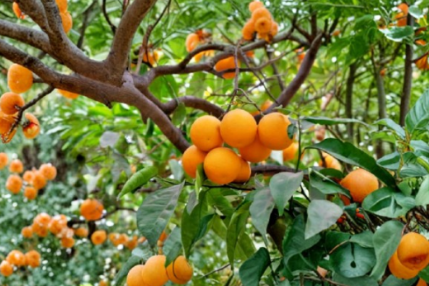 California Navel Orange Scions 5 Count | Citrus sinensis Grafting Cuttings for Fruit Tree Propagation