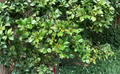 American Holly Unrooted Cuttings - Ilex opaca Evergreen Tree Propagation Stems for Hedges & Landscaping