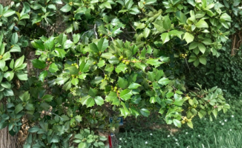 American Holly Unrooted Cuttings - Ilex opaca Evergreen Tree Propagation Stems for Hedges & Landscaping