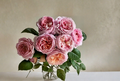 Tantau Highgarden Rose Cuttings Live Unrooted Rosa Flowering Shrub for Grafting & Garden Plant