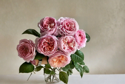 Tantau Highgarden Rose Cuttings Live Unrooted Rosa Flowering Shrub for Grafting & Garden Plant