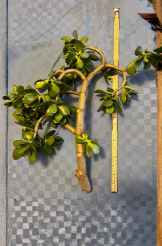 Thick Jade Plant Cutting 16 Inches Crassula ovata Succulent for Propagation and Shaping