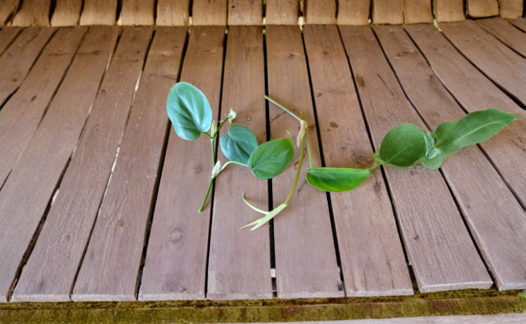 Heartleaf Philodendron Rooted Cutting | Trailing Indoor Houseplant | Philodendron hederaceum | Green, Heart-Shaped Leaves