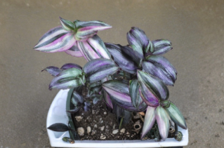 Tradescantia Zebrina Silver Notches Live Cuttings – Purple Trailing Houseplant, Propagation, Indoor Decor