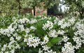 Confederate Star Jasmine Rooted Starter Plant, Trachelospermum jasminoides, Fragrant White Blooms, Evergreen Climbing Vine
