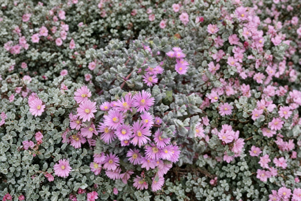 Pink Ice Plant Succulent Cuttings Set of 5, Groundcover, Delosperma spp., Pink Flowers, Unrooted, 4 Inches