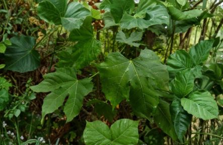 Chaya Tree Spinach Plant Cuttings – Organic Cnidoscolus chayamansa Perennial Shrub for Garden & Landscape