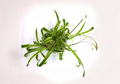 Green Spider Plant Live Cuttings Pack – Root Ready Chlorophytum comosum Foliage Plant for Indoor & Outdoor Container Gardening