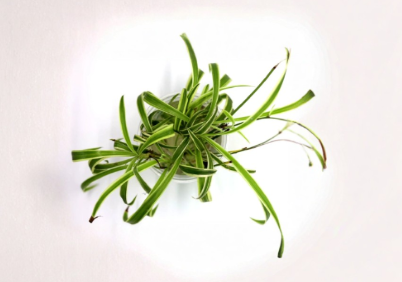Green Spider Plant Live Cuttings Pack – Root Ready Chlorophytum comosum Foliage Plant for Indoor & Outdoor Container Gardening