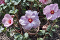 Hibiscus Cutting Pack – Tropical Flowering Hibiscus Propagation Stems for Rooting – Hibiscus rosa-sinensis, Hitchcock Variety