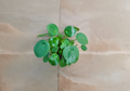 Pilea Peperomioides Indoor Houseplant in 4-Inch Pot, Chinese Money Plant, Modern Green Foliage
