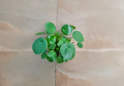 Pilea Peperomioides Indoor Houseplant in 4-Inch Pot, Chinese Money Plant, Modern Green Foliage