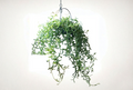 String of Flying Dolphins Cuttings 3 Inch Live Succulent Propagation Curio × peregrinus