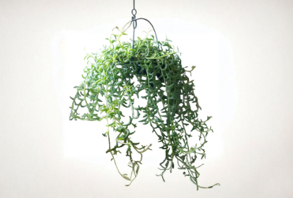 String of Flying Dolphins Cuttings 3 Inch Live Succulent Propagation Curio × peregrinus