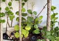 Arabian Wax Ivy Cutting, Cissus rotundifolia, Trailing Houseplant Vine, Glossy Green Foliage, Indoor Propagation