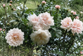 Madame Alfred Carrière Climbing Rose Cuttings Set of 8 Live Unrooted Vines, Fragrant Cream and Blush Blooms, Garden Propagation