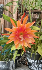 Orange Epiphyllum Orchid Cactus Cutting - V21 NoID Succulent for Hanging Baskets & Indoor Gardens