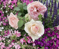 Pink Enchantment Rose Unrooted Cuttings – 3 Fresh 6-Inch Hybrid Tea Rose Stems for Propagation Garden Planting