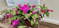 Thanksgiving Cactus Cuttings Fuchsia Schlumbergera truncata Unrooted Propagation Stems for Indoor Houseplants
