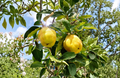 Honey Quince Cuttings 5 Pack for Propagation, Ornamental Flowering Shrub, Chaenomeles spp.