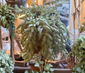 Succulent Cutting - Burro’s Tail (Sedum morganianum) Trailing Unrooted Propagation Plant for Indoor & Hanging Gardens