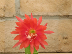 Epiphyllum Orchid Cactus Cutting Unrooted Live Plant for Propagation - Orange Red Blooms, Trailing, Hybrid