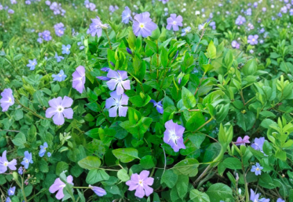 Vinca Major Periwinkle Vine Rooted Cuttings, Purple Flowers, Groundcover, Live Plants, 10 Pack