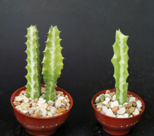 Euphorbia lactea Dragon Bone Cactus Live Succulent Plant in 4-Inch Pot, Candelabra Style, Indoor or Outdoor
