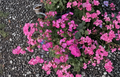 Hot Pink Geranium Cuttings, Pelargonium spp., Organic Propagation, Bright Pink Flowering Plant, 3 Count