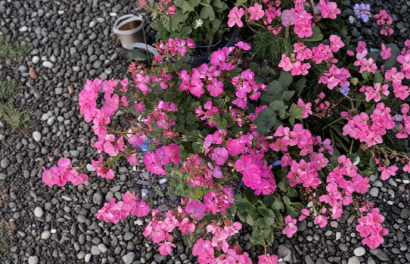 Hot Pink Geranium Cuttings, Pelargonium spp., Organic Propagation, Bright Pink Flowering Plant, 3 Count