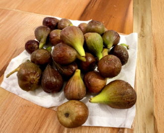 Violetta Fig Tree Cuttings Set of 4, Cold Hardy Ficus carica ‘Violetta’ Propagation for Rooting