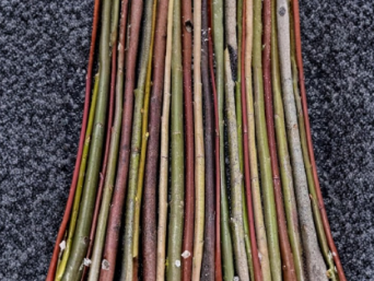 Willow Cuttings 50 Pack for Propagation & Basket Weaving Salix purpurea Deciduous Shrub