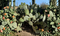 Santa Rita Prickly Pear Cactus Cuttings, Opuntia engelmannii, Purple Spiny Pads, Unrooted Desert Cactus for Xeriscape Gardens